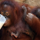 Image for article titled Happy Mother's Day To All Creatures, Great And Small